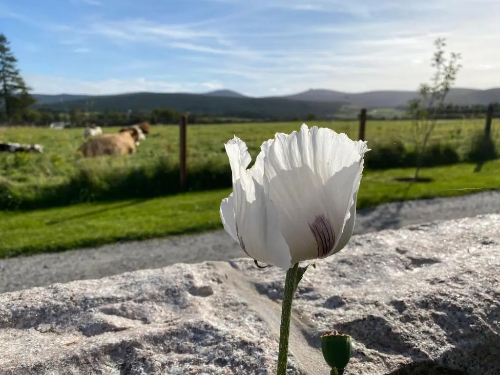 a white flower sitting on top of a rock at Drumhead Cottage Finzean, Banchory Aberdeenshire Self Catering with Hot Tub in Finzean