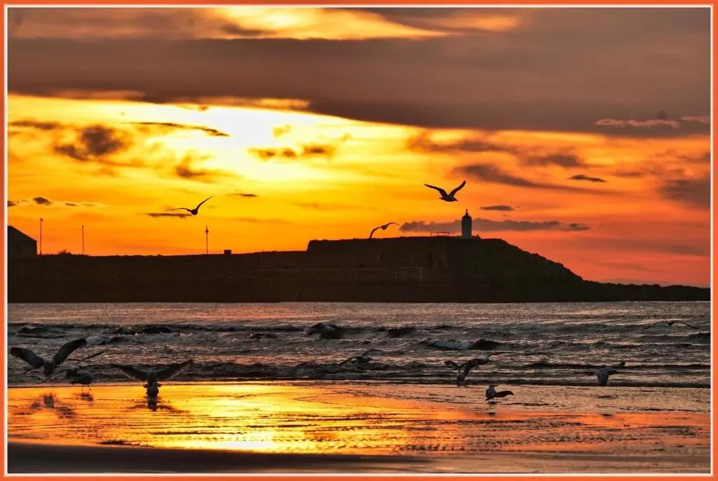 a group of birds flying over the ocean at sunset at Moray View, Macduff, Aberdeenshire. in Macduff