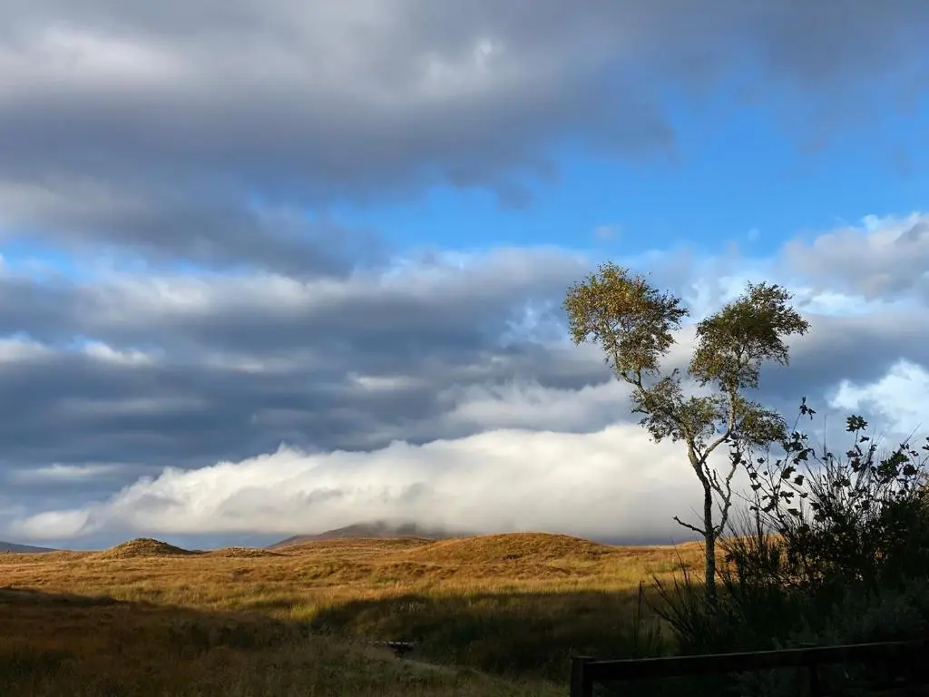 a tree in a field with clouds in the sky at Forsinard Lodge in Forsinard