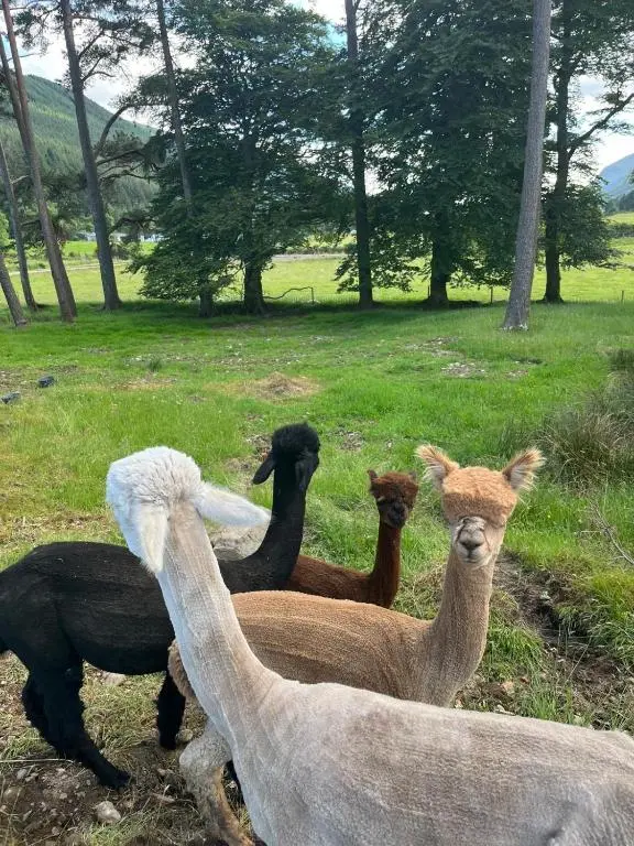 a group of llamas standing in a field at Great Glen Hostel in Spean Bridge