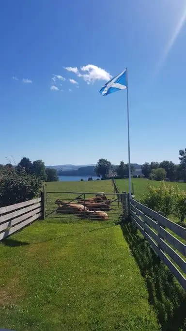 a group of horses laying in the grass next to a fence at Cosy 2 Bedroom Croft Cottage with Beautiful Views in North Kessock