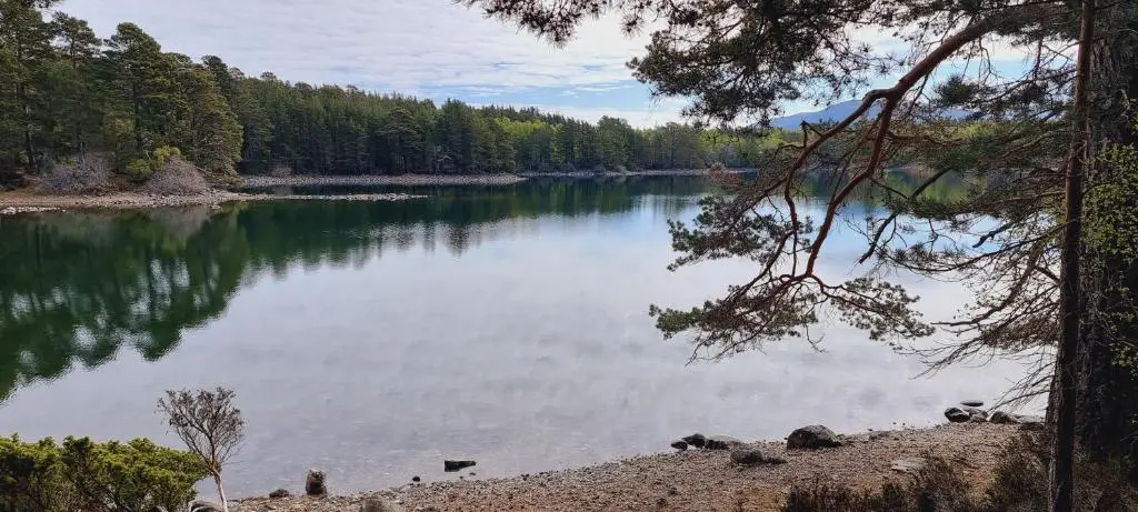 a view of a lake with trees in the background at The Shelter Stone Cottage in Aviemore