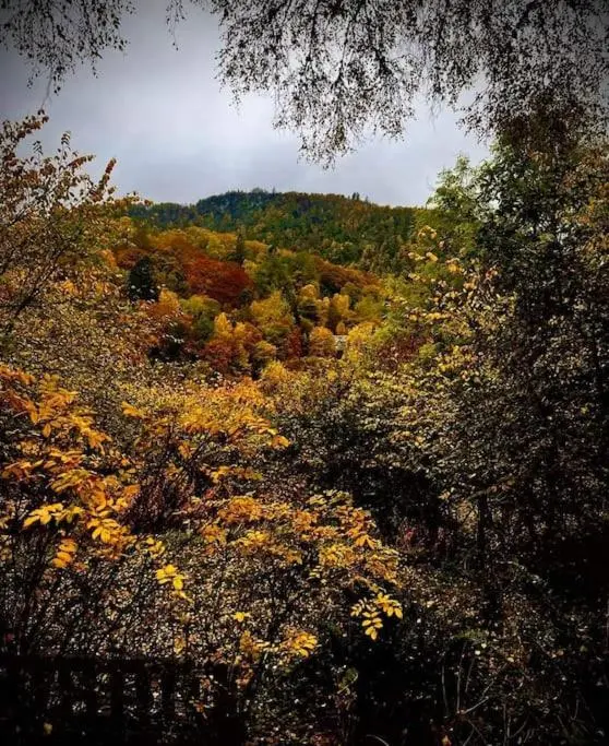 a view of a hill with trees and bushes at Riverside Lodge in Killiecrankie in Bridge of Tilt