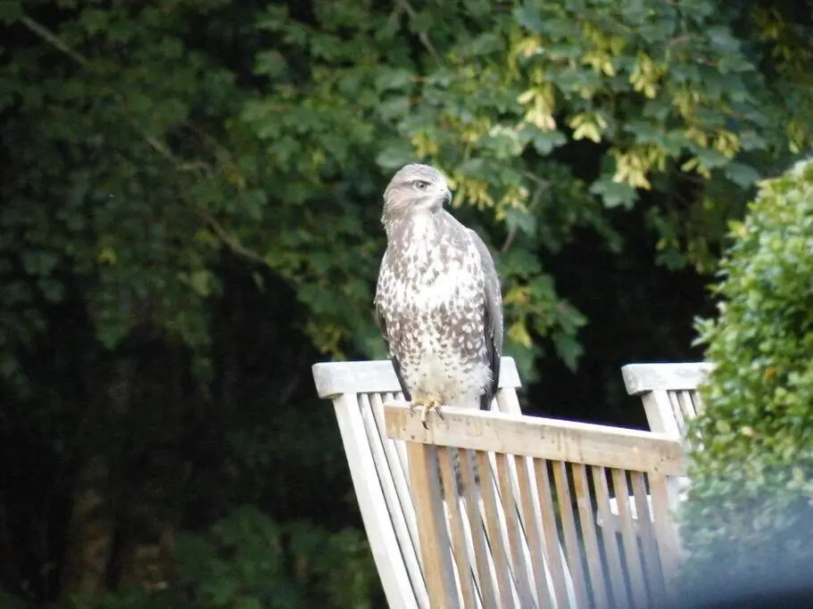 a bird is sitting on top of a bench at Assynt House - Exclusive Use Holiday House in Dingwall