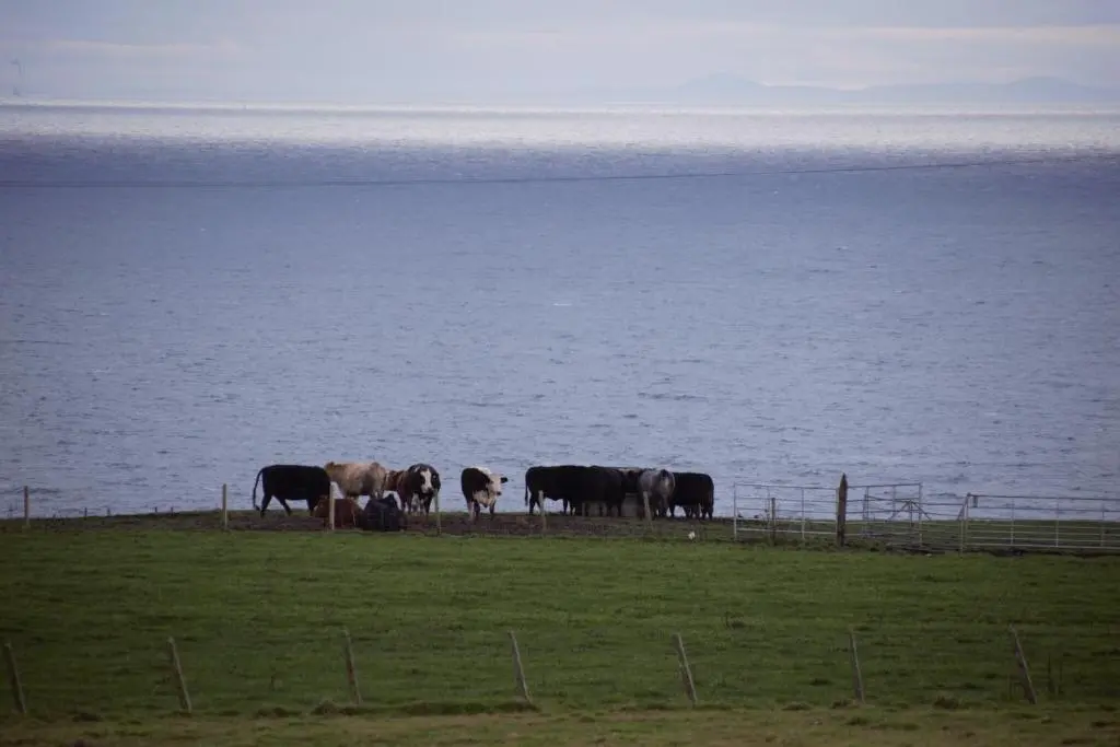 a group of cows standing in a field near the water at The Windy Roost in Occumster