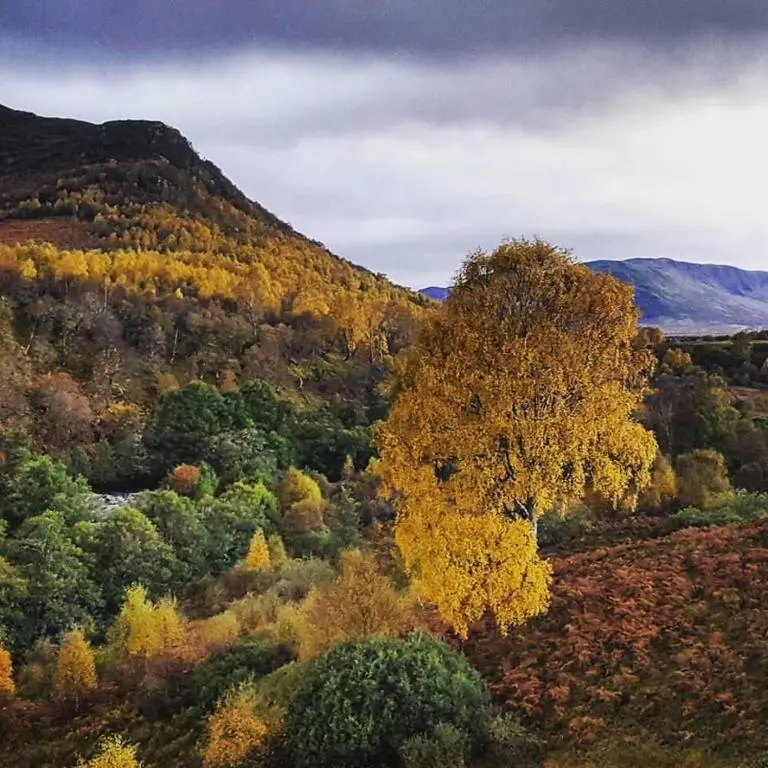 a large tree in the middle of a forest at Baltinna West - by Where Stags Roar in Newtonmore