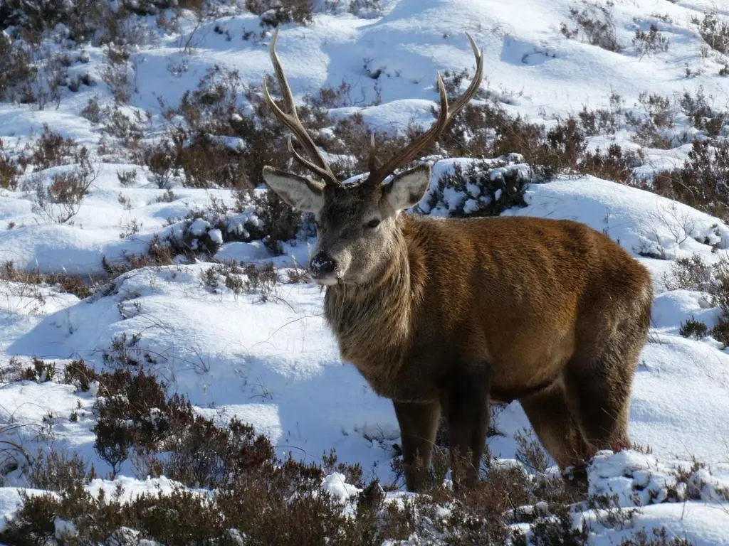 a deer with antlers standing in the snow at Caman House Apt 2 - by Where Stags Roar in Newtonmore