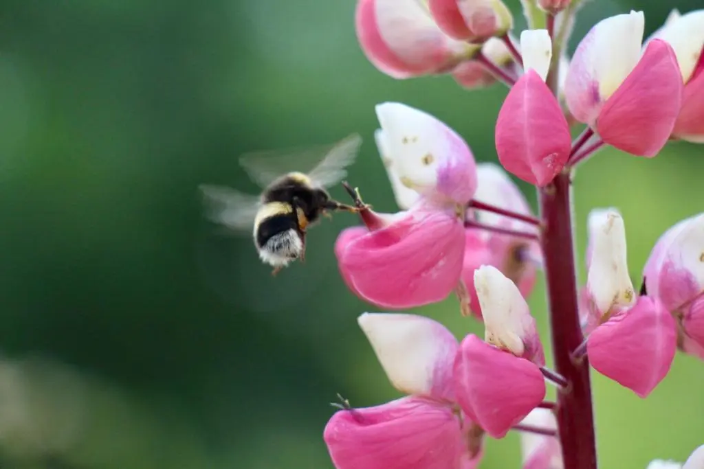 a bumblebee is flying over a pink flower at The Polchar - Aviemore in Aviemore