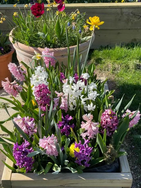 a display of colorful flowers in a wooden barrel at Clachan Garden B&B in Garve