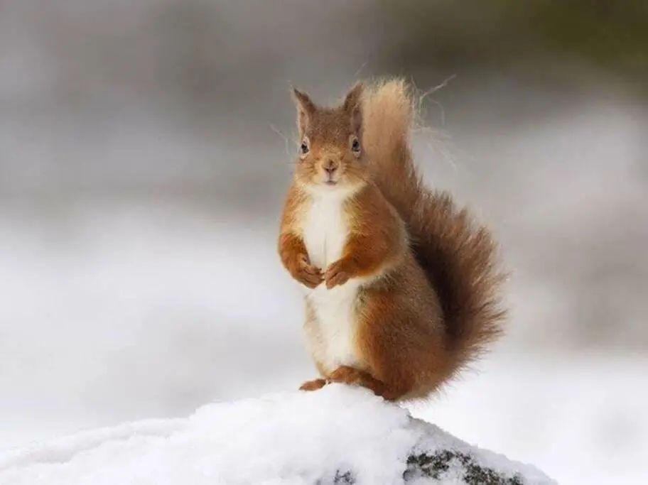 a red squirrel sitting in the snow at Red Squirrel log cabin with hot tub in Keith