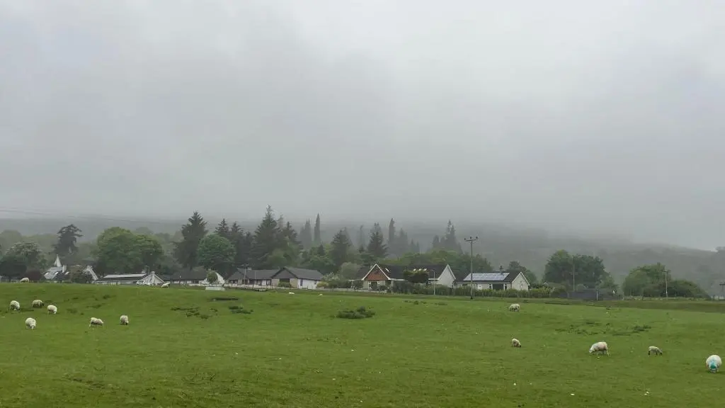 a herd of sheep grazing in a green field at Loch Ness Hideaway Pod in Lewiston