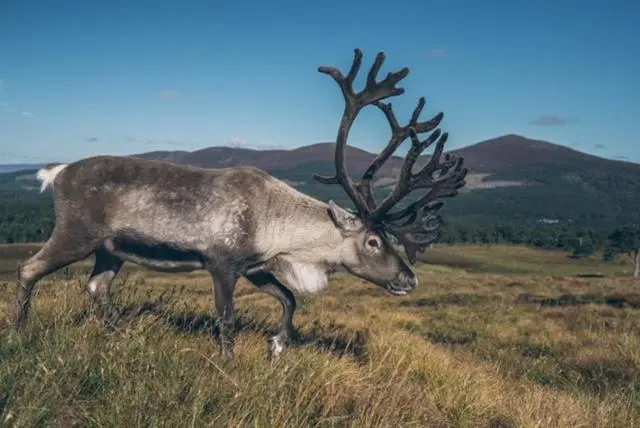 a deer with antlers walking in a field at The Roost in Aviemore