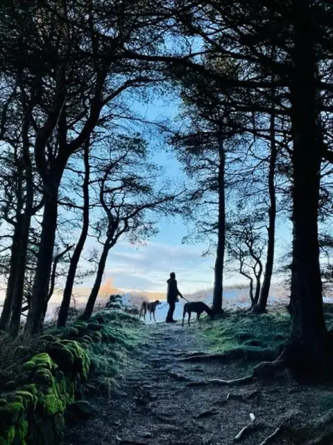 a person walking two dogs on a path in the woods at The Roost in Aviemore