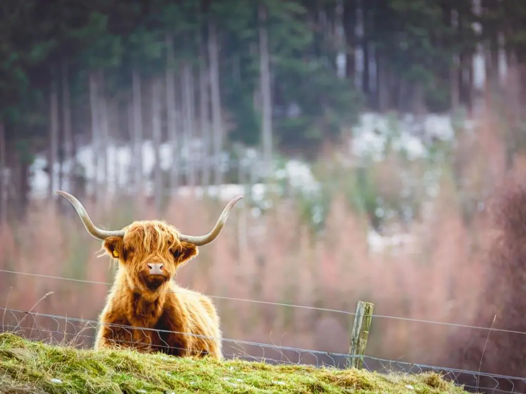 a brown bull sitting on a hill next to a fence at Holiday Home Achmony Number 6 by Interhome in Drumnadrochit