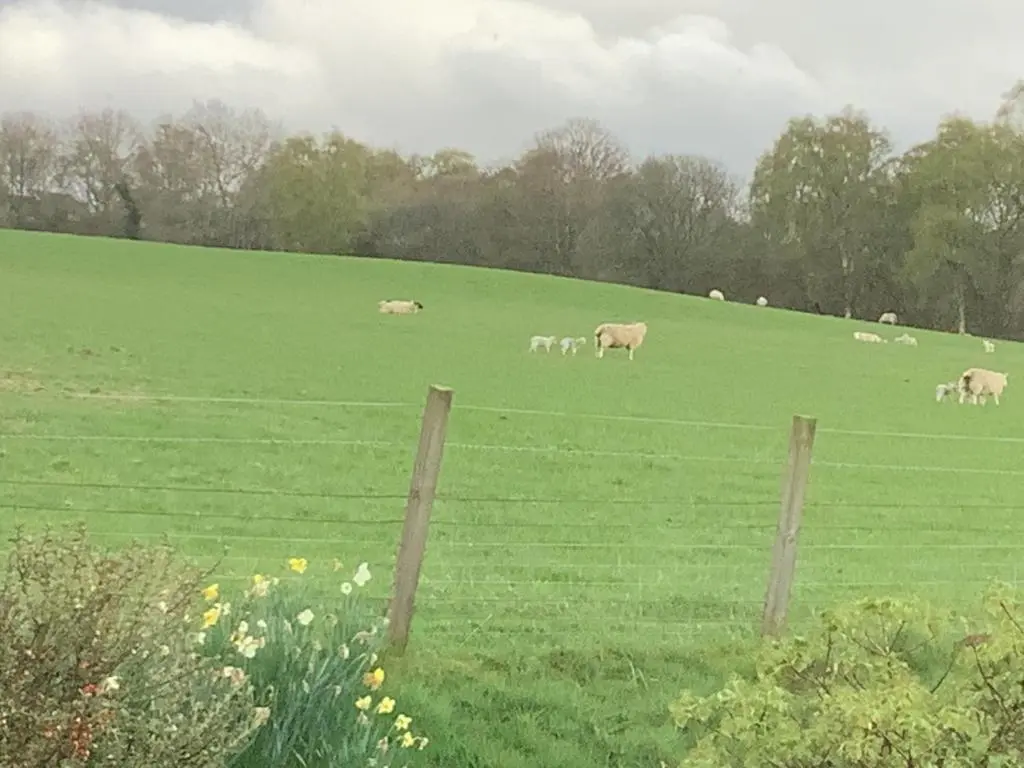 a herd of cows grazing in a green field at Bonny Vista in Inverness
